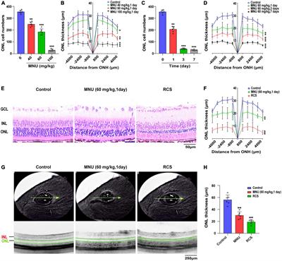 Analysis of shared ceRNA networks and related-hub genes in rats with primary and secondary photoreceptor degeneration